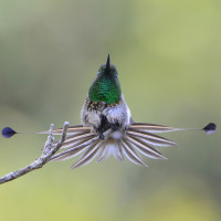 Racket-tipped Thorntail